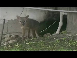 Safety alert: 'Demented' rabid fox attacks Weston resident