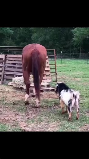 2.8M views · 10K reactions | #pygmygoat #farmlife#babygoats#goats#minigoats#nigeriandwarfgoat | Bedgood Goat Farm | Facebook