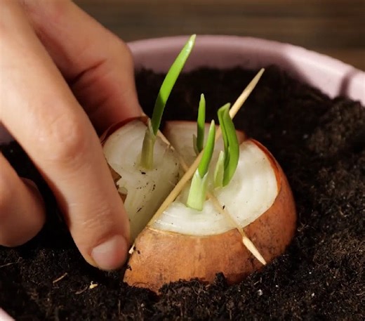 26K views · 86 reactions | Essential Gardening Hacks for Beautiful Plants | 5-Minute Crafts UK | Facebook