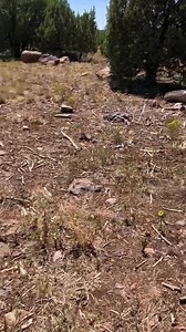 Stretching our legs west of Flaggstaff, AZ. 401 miles to go... #lthwhiskey2 | Love this Horse, Equine Rescue Inc.