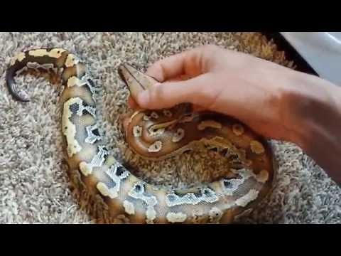 Blood Python vs Boa Constrictor