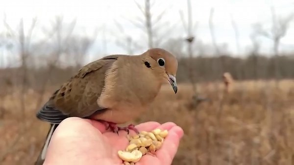 A female Downy Woodpecker grabs a peanut and is followed by a rare visitor to the Hand of Snacks, a Mourning Dove. | Jocelyn Anderson Photography