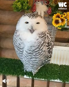 "Cutest Owl Ever Captured on Camera 🦉🦉 | Watercooler Animals