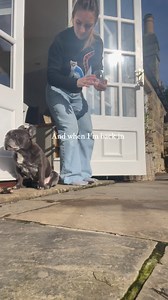 7K views · 88 reactions | When the first bit of spring sunshine hits 奈 . . . #sunshine #spring #weather #seasons #frenchie #dayoff #wellness #vitamind | Abbie Dewhurst | Facebook