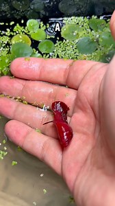 1.3M views · 29K reactions | Reproducción de peces Betta ¡Muchos huevos! ¿Nacerán? ¡Betta bajo microscopio! 﫧 #pezbetta #acuariosplantados #mollyfish #pezguppy #acuarios #aquarium #bettafish #bettabreeding | BettaVersol | Facebook