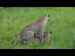 Szerelmes Leopárdok