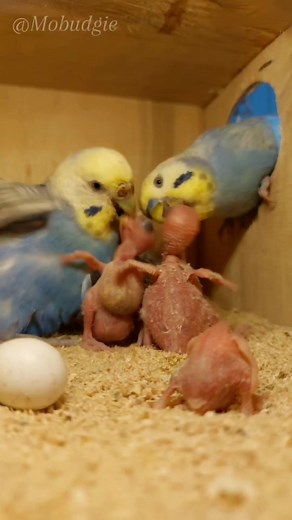 1.1K reactions · 33 shares | Budgie parents united, support and advance on feeding chicks. #budgie #birds #parrots #chicks #birdlife #birdwatching #pets #nestingbirds #everyone #nest #watch | Mo Budgie | Facebook
