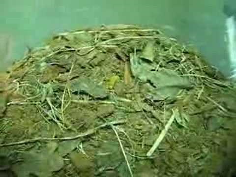 Brushed Trapdoor Spider Catching Prey (Barychelidae) 2Of2