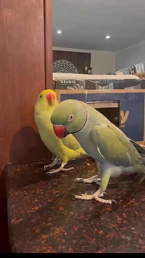 I think he’s jealous! #talkingbird #talkingparrot #funnyanimals #kisses #couple #couplecomedy | PollyPageant