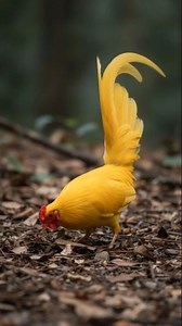 beautiful yellow junglefowl of paradise #nature #birdslover #aiartwork | Betes Birds