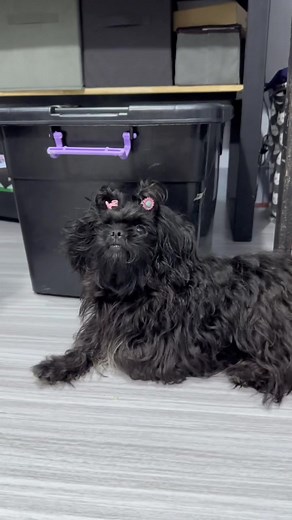 kristaljoymayaii on TikTok