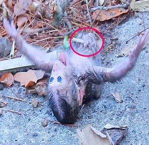 651K views · 2.6K reactions | Million Heartbreaking Just Born Baby Monkey Got Abandoned On The Ground Stuck Cord With Leg Crying Rolling Body So Loudly | Monkey Daily TV | Facebook