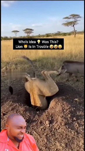 801K views · 10K reactions | Even the king of the jungle makes mistakes. This lion tried to catch a kasongo and ended up trapped in a deep hole. Let this remind us that wildlife deserves space, respect, and protection. This video is for education and awareness only. 女 #tags: #WildlifeAwareness #AnimalEducation #LionRescue #StaySafe #NatureFacts #Kasongo #ViralVideo #AwarenessPurpose Only Who's Idea  Was This? | Essien Vitalis Ngasso | Facebook