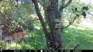3K views · 208 reactions | Day 16 Real Springwatch 2023 Our red deer...