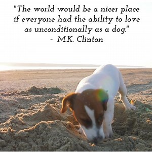 38 reactions | Grosse Pointe Animal Adoption Society (GPAAS) on Reels | Facebook