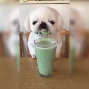 52K views · 692 reactions | Just a dog enjoying his morning smoothie  | Quirlycues.com | Facebook