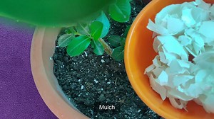 3 Ways to Fertilize Soil With Eggshells | Terrace & Gardening