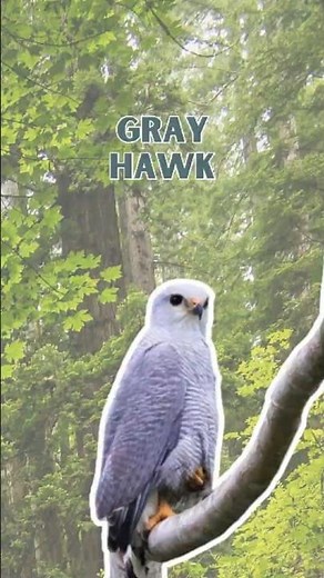 Gray hawk - Pure Nature Sounds!