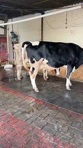 26K views · 2.3K reactions | 8 animals #forsale with top blood line 35 lt to 45 lt milk capacity rate 170000 to 275000 @jolly_dairy_farm Amritsar Punjab #trendingreels #trending #reels #animal #instagram #travelphotography #trend #treanding | JOLLY DAIRY FARM | Facebook