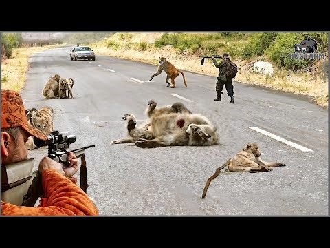 How Florida Hunters Tackle the Challenge of Thousands of Invading Monkeys with Guns and Traps