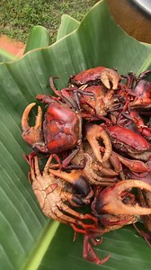 Con cua đồng món ngon nơi miền quê sông nước Video: Nguyễn Bảo Như | Quê Hương Miền Tây