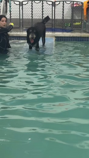 This is Satchmo’s third swim. Look at him. He is naked! #k9aquaticcenterismyhappyplace #dogswimmingpool #dogswimming #dogswim #potomacmd #dogfitness #marylanddogs #goldendoodle #goldendoodleofinstagram | K9 Aquatic and Wellness Center