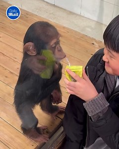 110K views · 45 reactions | You can see the sadness in its eyes  | Daily Mail Try Not To Cry | Facebook