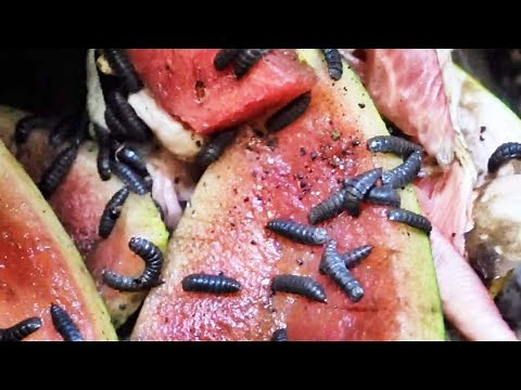 Different types of COMPOST BUGS | Compost Critters | Black soldier fly larvae | Compost Helpers