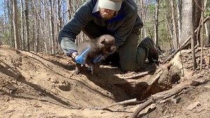 14K views · 756 reactions | This Fawn Crick pup was a plump, pudgy...