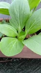 Fresh Bok Choy Growing Container Stock Footage Video (100% Royalty-free) 4001161499 | Shutterstock
