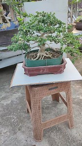 1.9K views · 40 reactions | Prunig tipis-tipis sambil menunggu waktu berangkat kerja ✂️✂️ #donnaked86 #fyp #Cemaraudang #Kemuning #Kawista #Serut #Sianci #Mustam #work | Donnaked | Facebook