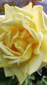 🥰😘Gabija Nausėdaitė Sveikinimai nuoširdžiausi gimtadienio proga. Svajok,mylėk...🎉🎈🎂🌷🌷🌷 | Vida Stropienė