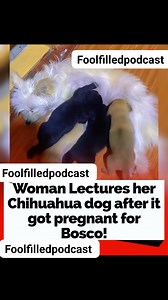 56K views · 901 reactions | Woman Lectures her Chihuahua dog after it got pregnant for Bosco! | Fool Filled Podcast | Facebook