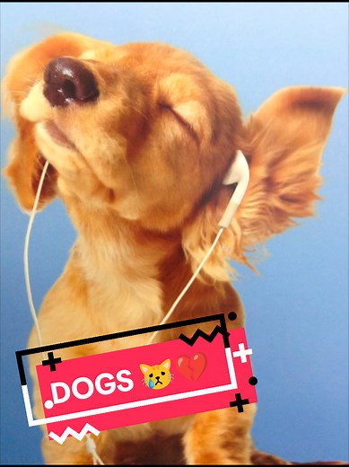 Amor por los Perros: Conectando Emociones