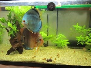 Reproduction discus ( tout simplement ) - Le blog de stephane-r
