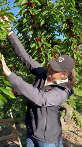 6.3K views · 184 reactions | Megan here is a cherry expert! Cherry...