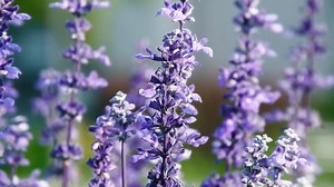 Nature, Summer, Flower, Plant