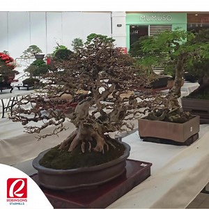 Calling all bonsai enthusiasts! Witness the City of San Fernando Pampanga's Open Bonsai Show Competition at Robinsons Starmills from Feb 15 to 18, 2024 . Join the competition to be judged by Taiwanese Bonsai Masters Ho Jan Lee, Master Lee Zhonghong and Master David Du for bonsai demo. | Robinsons Starmills