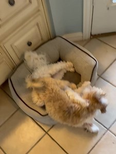 Tzu Zoo Rescue on Reels | Facebook