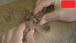 3 Satisfying Animals Pimple Popping Videos