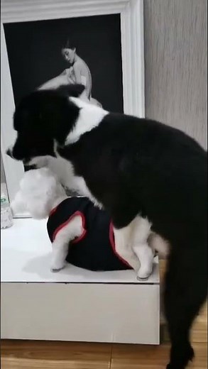 Adorable Dog couple mating in love | offloaddogsboner realistic dog sex dolls review #shorts