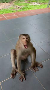 rude​ and funny only monkey can do it😅😂🙉🐵🙈 #usa #play #funny #monkey #foryou | Apple