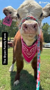 1.3K views · 24 reactions | “Yes, My Mama Told Me” ❤️ Ariel is searching for her forever home. Those freckles on her nose are adorable. Scoop her up today! . PM us for more information. | The Bryan Family Farm | Facebook