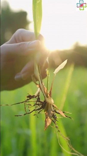 Diffrent Types of Trees and Plants Roots