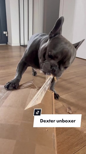 Dexter unboxer 📦😃 koniec je naj 😂 #frenchie#dexter#fyp#foryou#fy#foryoupage
