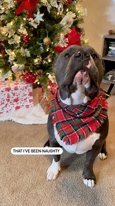 3K views · 125 reactions | Little naughty baby 藍 #americanbully #pitbull #pitbulls #pitbulls #dog #dogs #dogsofinstagram #doglover #doglovers #animal #xmas #christmas #christmas2022 | Hippo American bully | Facebook