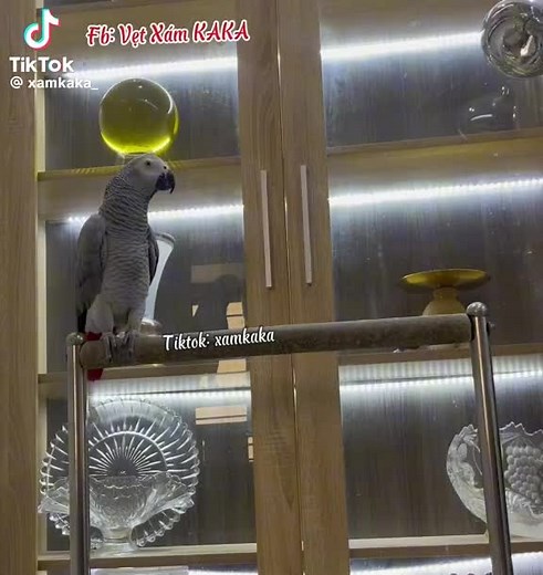 Vẹt kaka đáng yêu 😍🤣#vet #vetxamkaka #chuvetxambaomaika