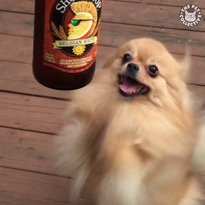 Me getting ready for the weekend: | The Pet Collective