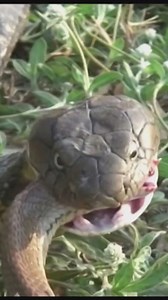 The snake dude