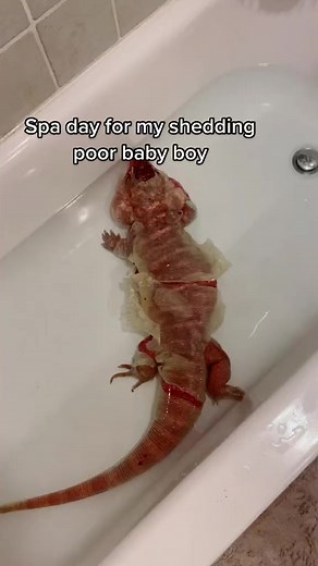 #sheddingseason #reptile #reptiles #reptiletiktok #lizard #tegu #tegulizard #reptiletiktok #tegu #tegulizard #petsoftiktok #dragon #pets #reptilekeeper #reptilelover #reptilemom | Bearded Dragon